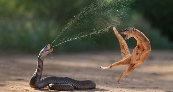 Amazing Snake Python King Cobra Big Battle In The Desert Mongoose | Amazing Attack of Animals